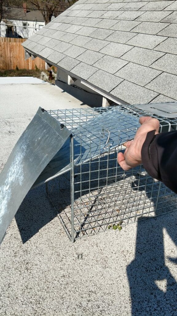 A technician installing a wildlife exclusion device on a rooftop for Kansas Wildlife Pros in Wichita, KS.