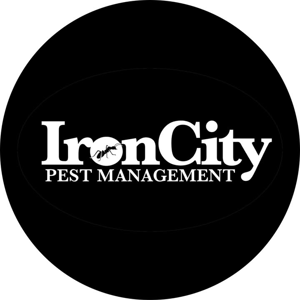 Iron City Pest