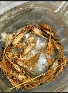 A clear jar filled with numerous scorpions, collected as part of a pest control service by Overson Pest Control LLC in Mesa, AZ