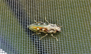 A jewel beetle on a window screen, a pest managed by Practical Pest Solutions and IPM Consultants LLC in Ellabell, GA.