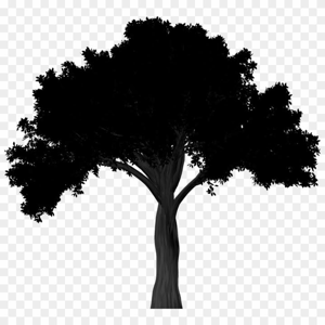 Justice Lawn and Limbs