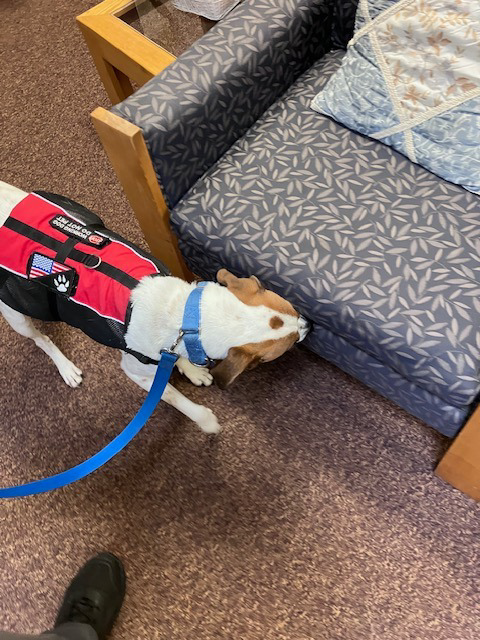 A K9 detection dog sniffing a couch for pests at Pawsitive Identity K9 Services in Worcester, MA.