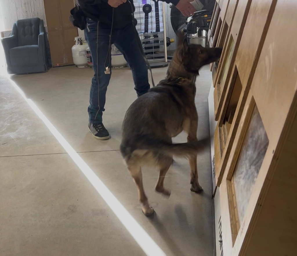 A K9 detection dog training to locate pests or wildlife at Sable K9 Detection LLC in Rapid City, SD.