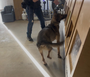 A K9 detection dog training to locate pests or wildlife at Sable K9 Detection LLC in Rapid City, SD.