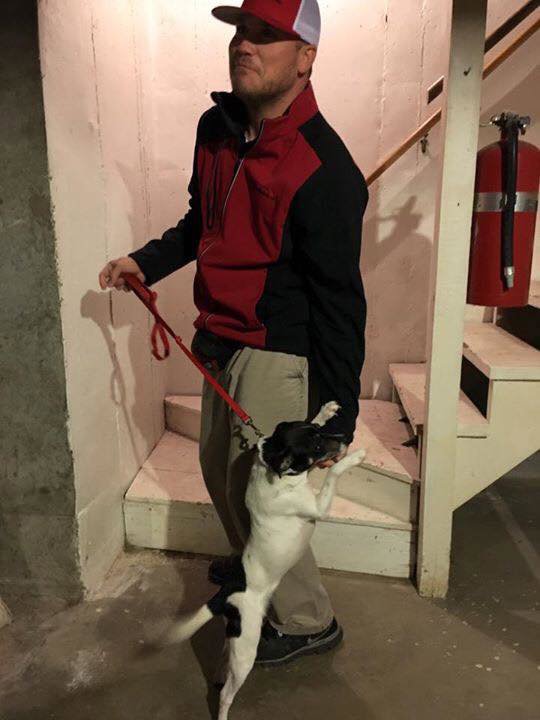 A K-9 unit dog on a leash performing pest detection in a basement for Laser Pest Management, Inc. in Eudora, KS.