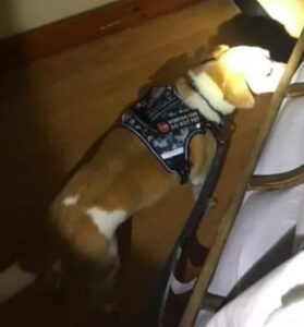 A K9 dog sniffing under furniture for pests during a service by Pawsitive Identity K9 Services in Worcester, MA.
