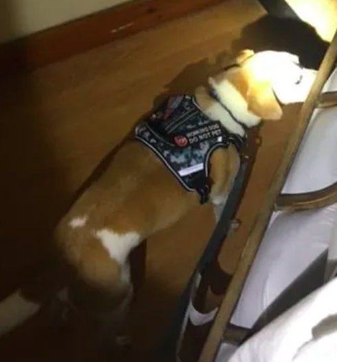 A K9 dog sniffing under furniture for pests during a service by Pawsitive Identity K9 Services in Worcester, MA.