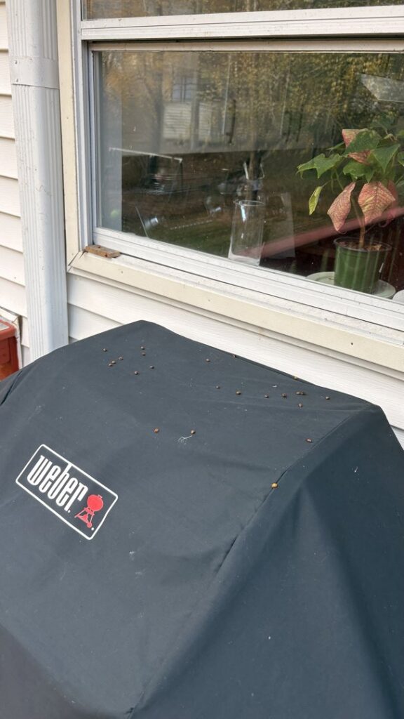 Ladybugs or similar insects gathered on a window sill, indicating an infestation for Nooga Pest Control in Chattanooga, TN