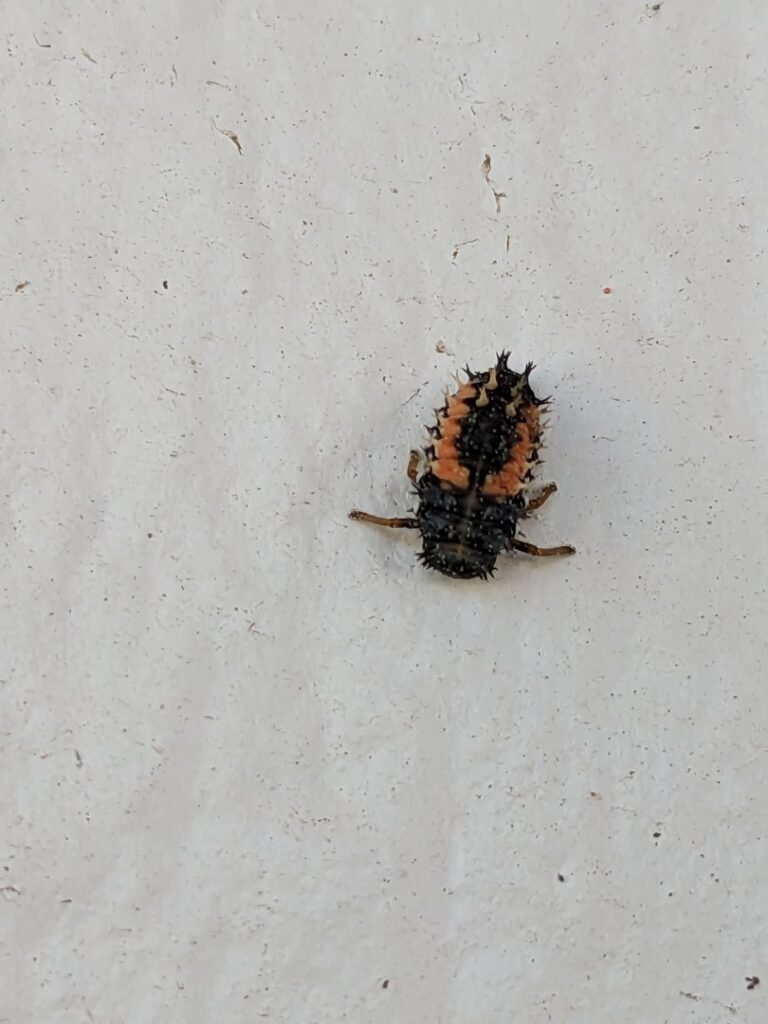 A ladybug larva (possibly Asian lady beetle) on a white surface, indicating a pest life stage, by Blue Rose Pest Control in Fremont, NE.