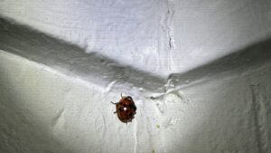 A ladybug on a light-colored wall, representing a common pest problem addressed by Carolina Pest Controls in Columbia, SC