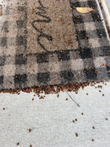 Numerous ladybugs on a doormat and concrete, showing a pest infestation addressed by Crist Termite & Pest Solutions, Inc. in Arthur, IL.