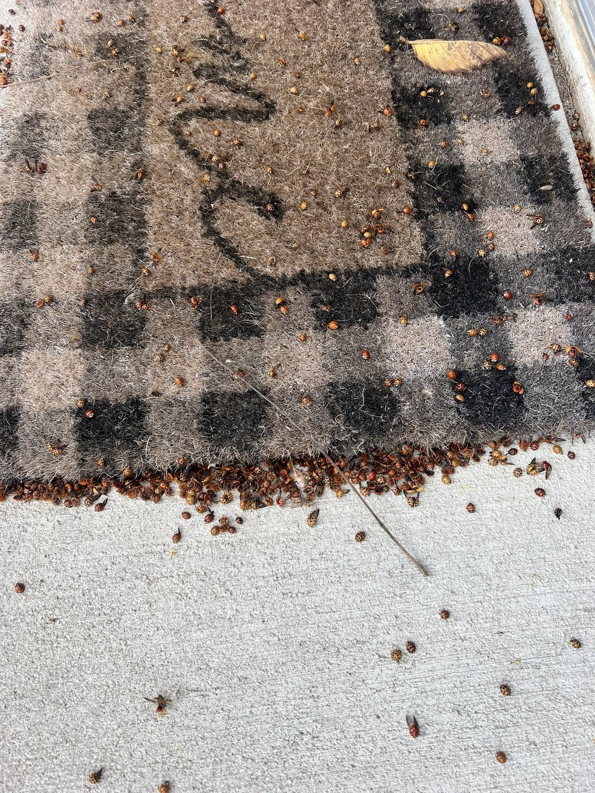 Numerous ladybugs on a doormat and concrete, showing a pest infestation addressed by Crist Termite & Pest Solutions, Inc. in Arthur, IL.