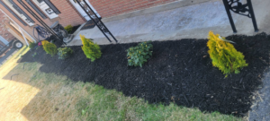 A neatly mulched garden bed with small shrubs and plants along a house foundation, completed by Parks' Lawn Care in Hagerstown, MD.