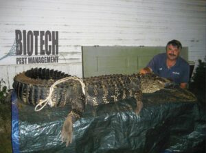 A large alligator captured and secured by Biotech Pest Management for wildlife removal in Summerville, SC.