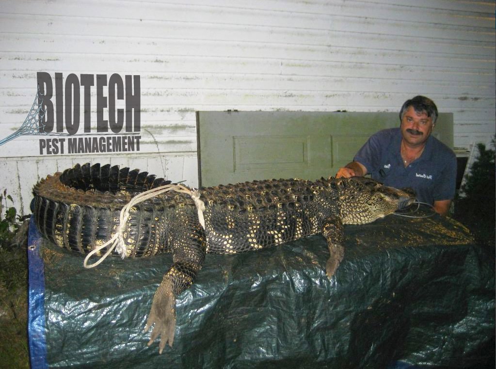 A large alligator captured and secured by Biotech Pest Management for wildlife removal in Summerville, SC.