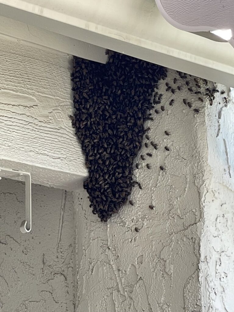 A large cluster of bees forming a hive on the side of a building, indicating a pest control job for Overson Pest Control LLC in Mesa, AZ