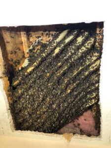 A large bee colony and honeycomb exposed within a house wall, indicating a bee removal service by Bayer Pest Control in Dayton, OH.