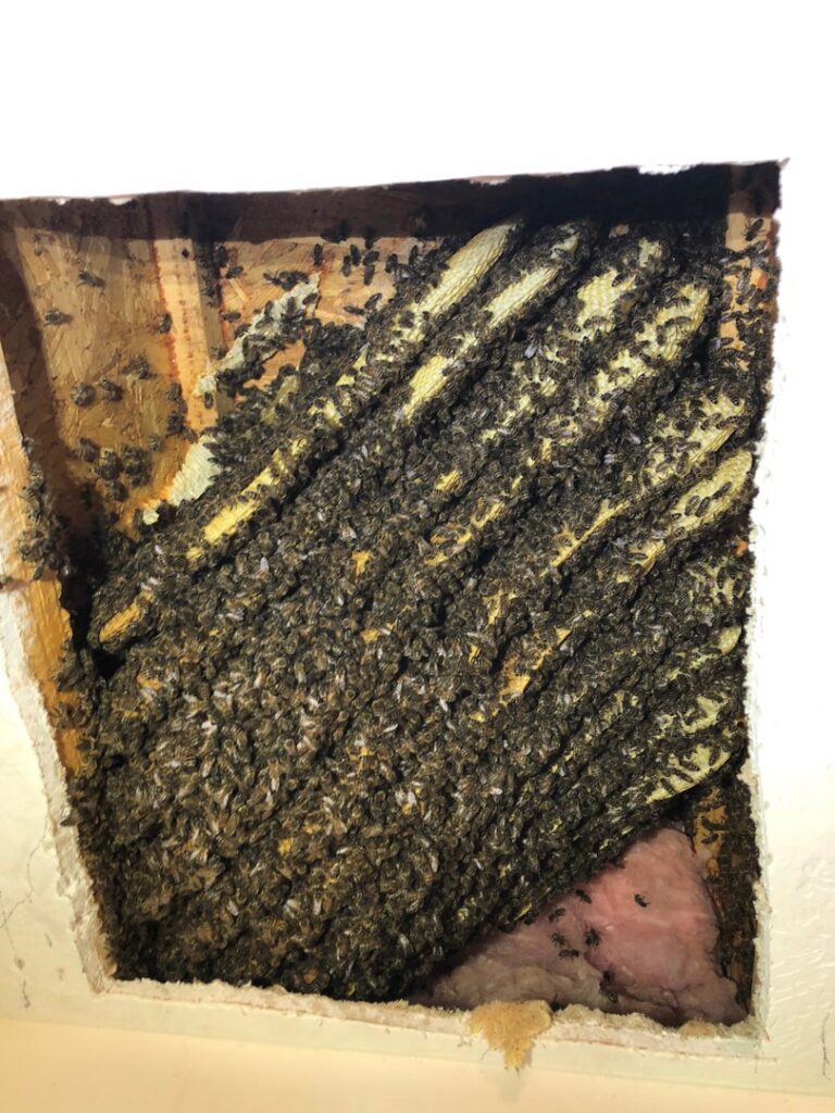 A large bee colony and honeycomb exposed within a house wall, indicating a bee removal service by Bayer Pest Control in Dayton, OH.