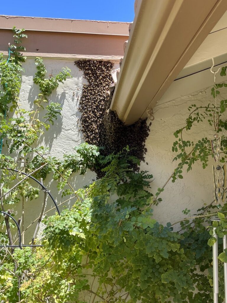 A large bee infestation on the exterior wall of a house, indicating a pest control job for Overson Pest Control LLC in Mesa, AZ