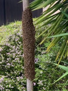 A large swarm of bees covering a tree trunk, indicating a potential pest control issue for Knox Pest Control in Columbus, GA.