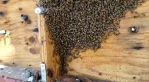 A large bee swarm gathered on a wooden structure, indicating a pest control need for Monster Pest Control in Miami, FL.