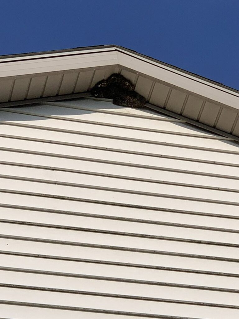 A large bee or wasp nest visible under the eaves of a house, requiring removal by Midwest Pest Control in East Peoria, IL.
