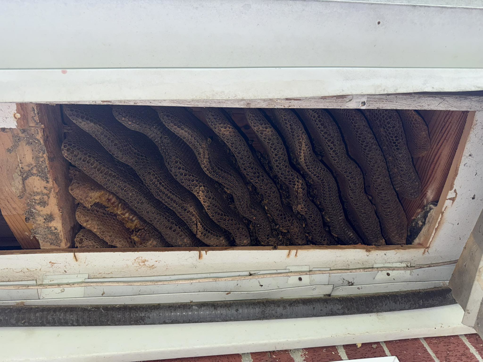 A large, active beehive visible inside a wall cavity, showing a job for McKenbee's Honey Bee Hive Relocation in Elizabethtown, KY.