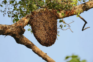 A large beehive hanging from a tree branch, indicating a wildlife control service by Monster Pest Control in Miami, FL.
