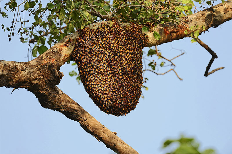 A large beehive hanging from a tree branch, indicating a wildlife control service by Monster Pest Control in Miami, FL.