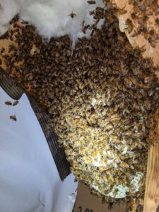 A large beehive or wasp nest discovered in an attic or crawl space, a pest control job for Insight Pest Solutions- Northwest in Federal Way, WA.