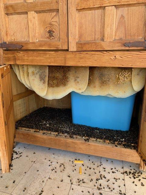 A large beehive or wasp nest inside a wooden cabinet, showing a pest problem for Sun Lakes Pest Control in Chandler, AZ.