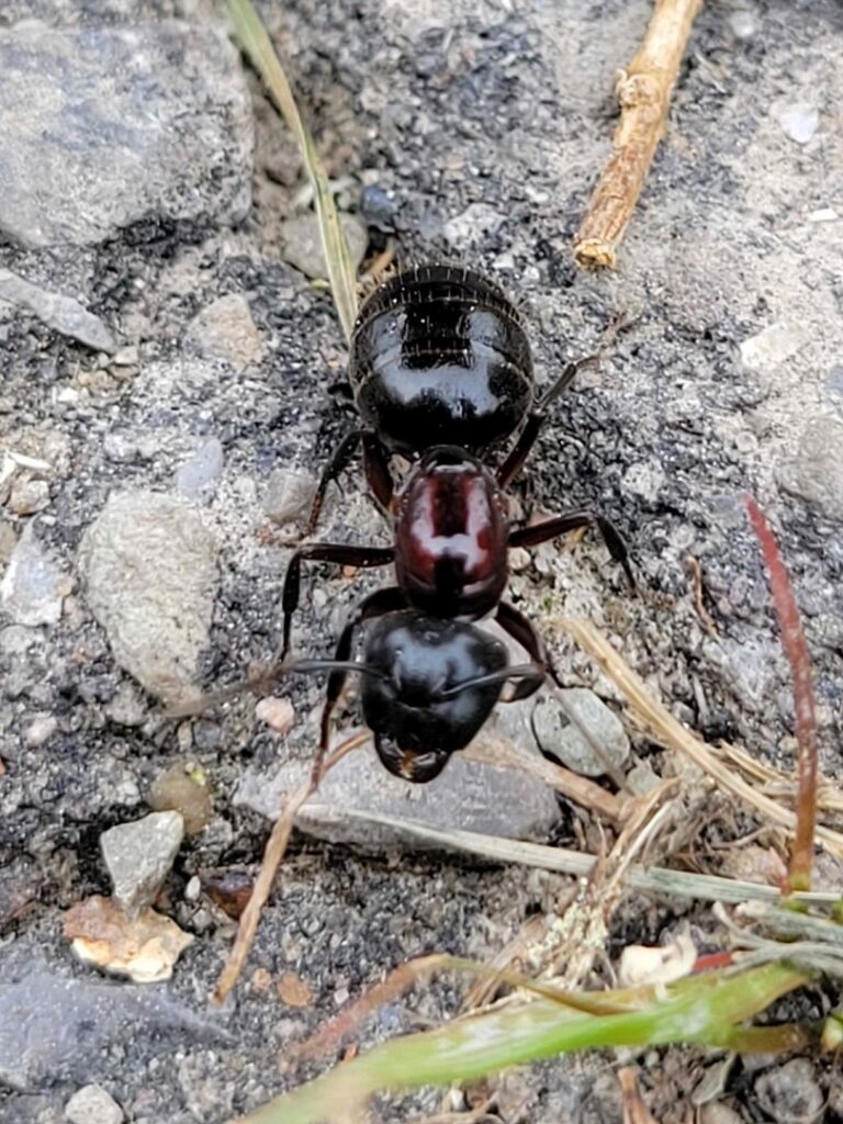 A large black ant crawling on rocky ground, representing a common pest issue handled by Southern Tier Professional Pest Control Inc. in Randolph, NY.