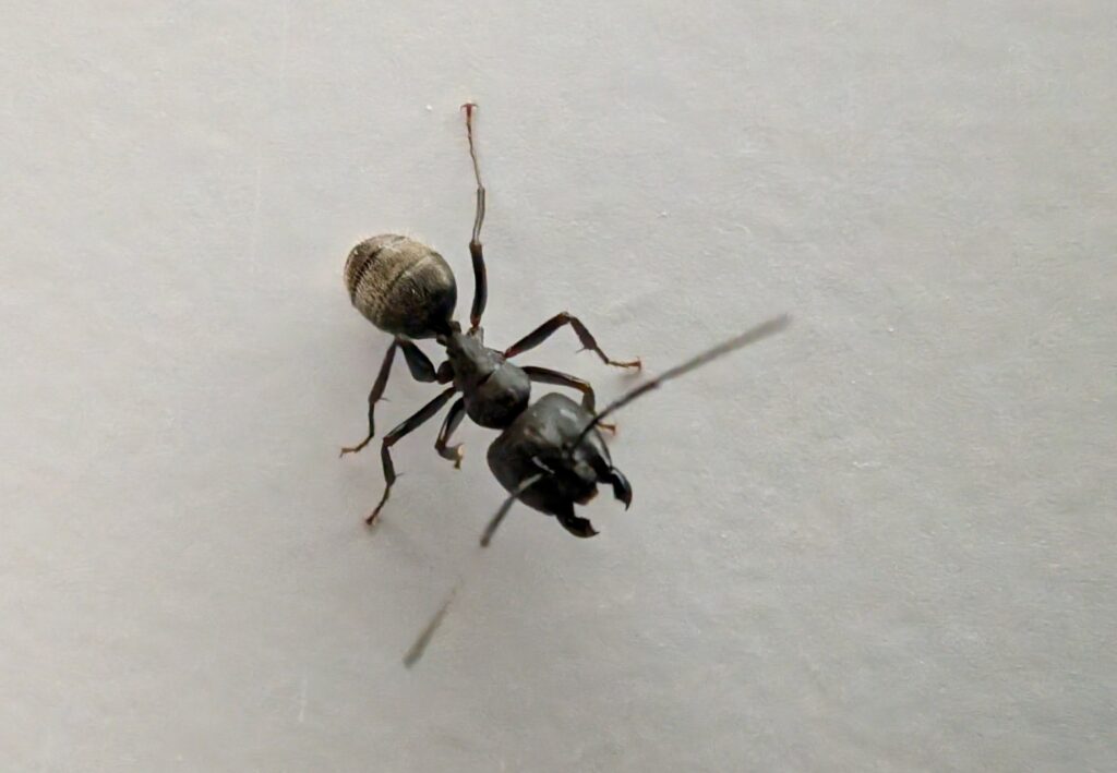 A close-up view of a large black ant on a clean white surface, a common pest managed by Grand Rapids Pest Control in Grand Rapids, MI.