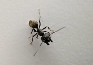 A close-up view of a large black ant on a clean white surface, a common pest managed by Grand Rapids Pest Control in Grand Rapids, MI.