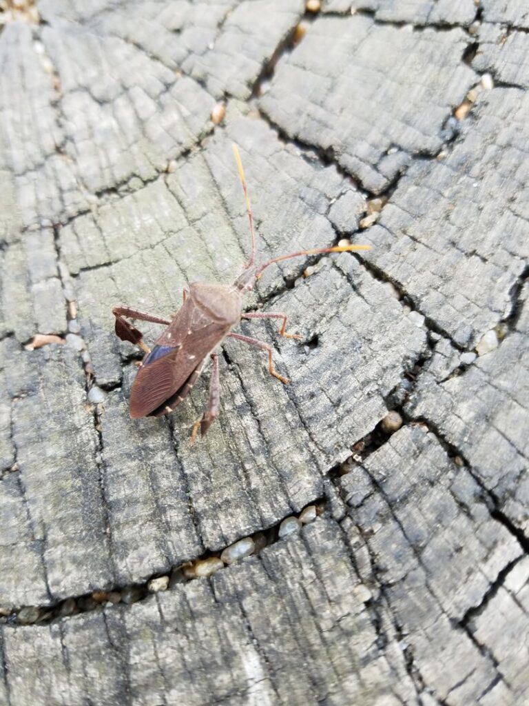 A large brown bug with prominent antennae resting on a weathered tree stump, representing insects managed by Mayday Pest Management in Tulsa, OK.