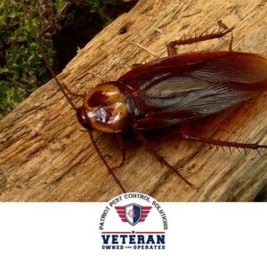 A large cockroach on a piece of wood, indicating a common household pest problem addressed by Patriot Pest Control Solutions in Yakima, WA.