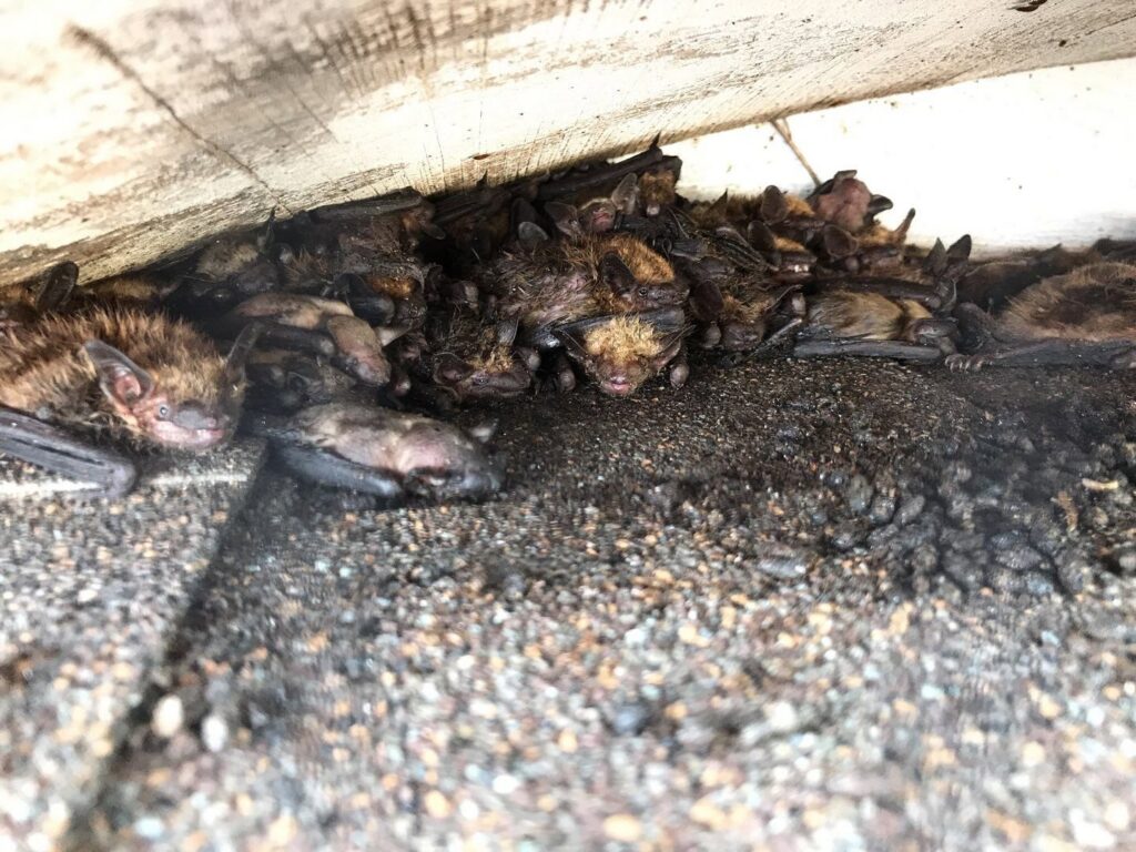 A large colony of bats huddled together under a roof structure, a common problem addressed by NiceBats.com in Sioux Falls, SD.