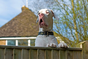 A large white dog looking over a sturdy wooden fence, a common installation by Palmetto Fence Co in North Charleston, SC.