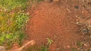 A large fire ant hill in a residential lawn, showing an active pest infestation handled by 1 Pest Solution in Winston-Salem, NC.