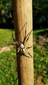 A large yellow and black garden spider on a wooden post, a common pest Athens Exterminating Inc. handles in Athens, GA