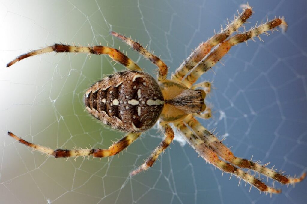 A large garden spider on its web, representing a common pest that Bug Doctor in Las Vegas, NV can control.