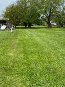 A large, vibrant green lawn recently mowed by Thibodeaux's Lawn Care & Power Washing llc in Houma, LA.