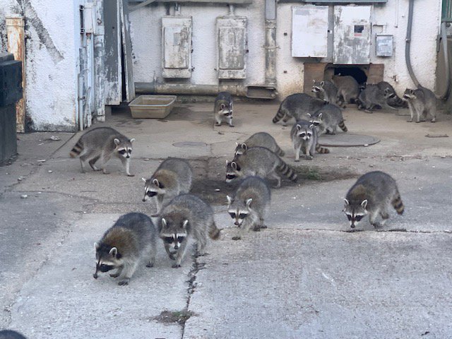 A large group of raccoons gathered outside a building, indicating a significant wildlife problem for JPC Exterminating, LLC in New Orleans, LA.