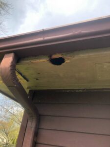A large hole in the soffit of a house, a common entry point for wildlife, addressed by Evictus Wildlife Solutions in South Bend, IN.