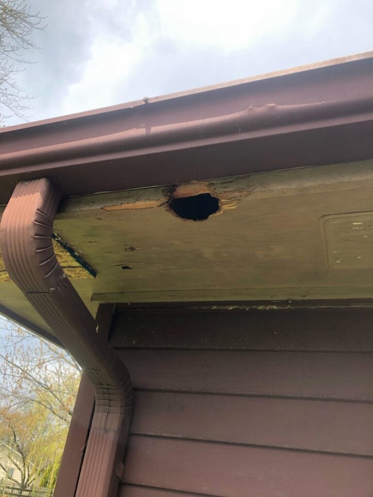 A large hole in the soffit of a house, a common entry point for wildlife, addressed by Evictus Wildlife Solutions in South Bend, IN.