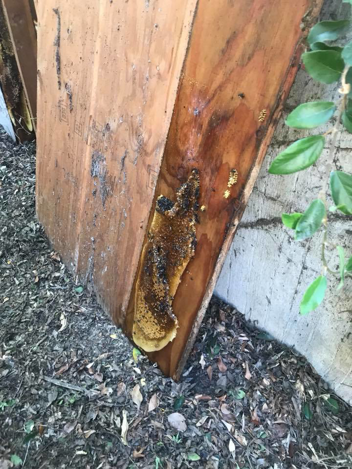 A large honeycomb structure removed from a building, showing a successful bee removal by Benchmark Pest Control in Bakersfield, CA.