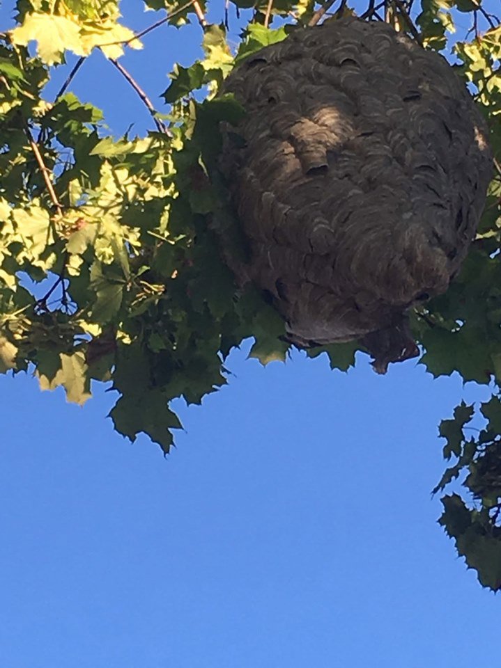 A large hornet nest hanging in a leafy tree against a blue sky, indicating a pest control service by Epcon Lane Pest Control in Akron, OH.