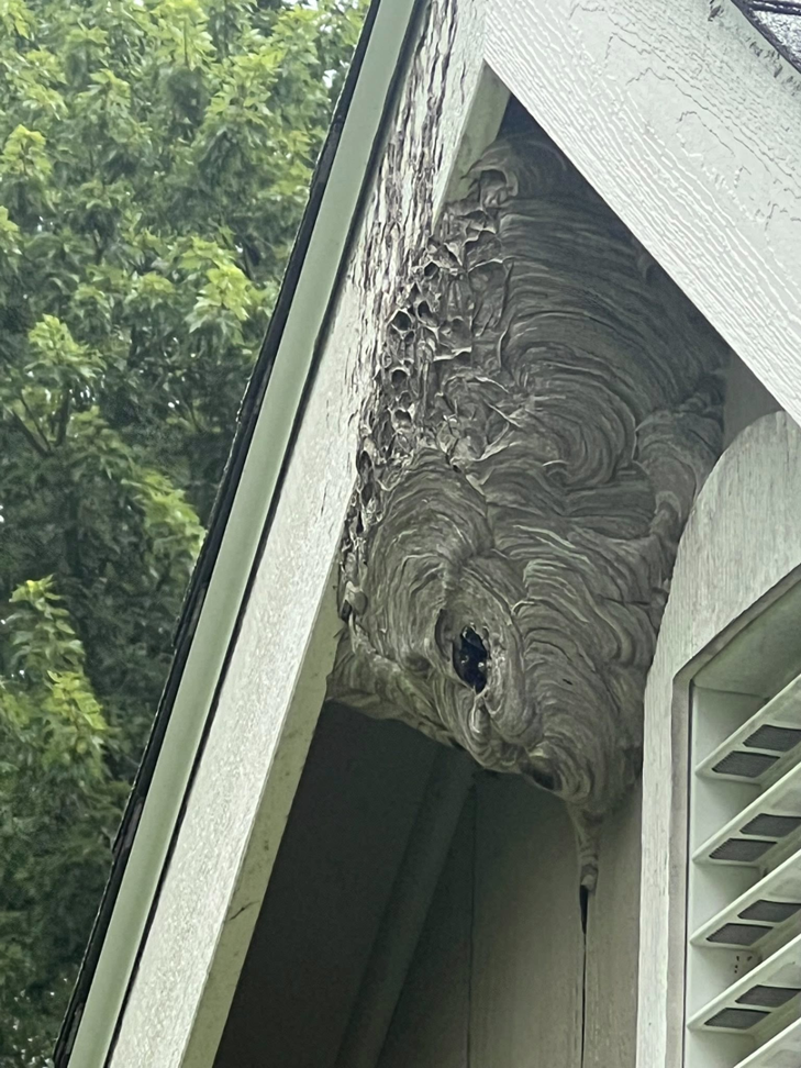 A very large hornet nest attached to the exterior of a house, showing a pest control problem for 1St State Pest & Home Services in Middletown, DE.