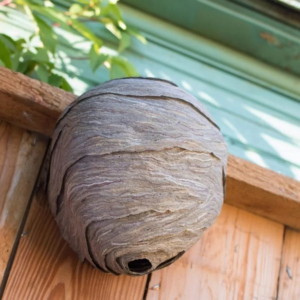 A large, spherical hornet's nest attached to a wooden fence, representing a common pest removal service by Runnin'Bugz Lawn Care and Pest Solutions in Syracuse, NY.