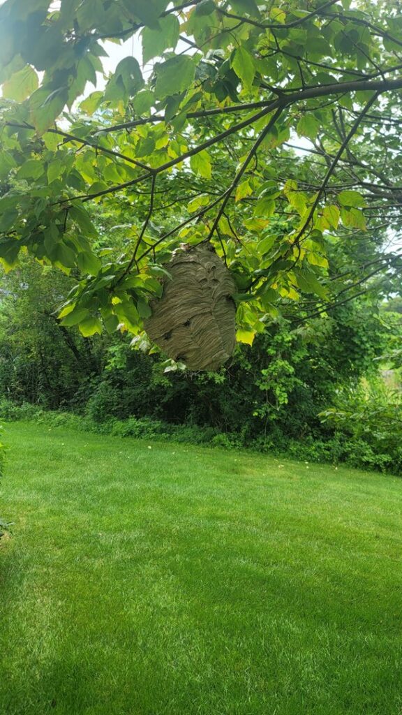 A large hornet's nest hanging from a tree branch over a green lawn, indicating a pest removal service by Runnin'Bugz Lawn Care and Pest Solutions in Syracuse, NY.